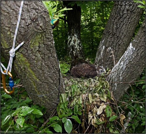 Kamera (az a sárga doboz) és ölyv Kamera (az a sárga doboz) és ölyv