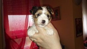 (IMG:/dl/upc/2016-04/10/293010_okaqpikokqndblld_pici.jpg)(IMG:/dl/upc/2016-04/10/293010_oagyshqs4ln3wzqv_12966701_1000539276707018_900441540_n_3.jpg)(/IMG)(/IMG) (IMG:/dl/upc/2016-04/10/293010_okaqpikokqndblld_pici.jpg)(IMG:/dl/upc/2016-04/10/293010_oagyshqs4ln3wzqv_12966701_1000539276707018_900441540_n_3.jpg)(/IMG)(/IMG)