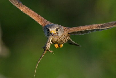 Máté Bence: Vércse - 