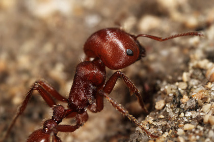 vörös aratóhangya