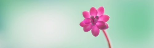 Néhány Windows 8.1 háttérkép