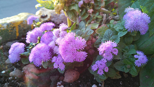 Lenovo Vibe Z2 Pro képek