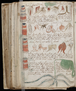 Voynich-kézirat, 174. oldal