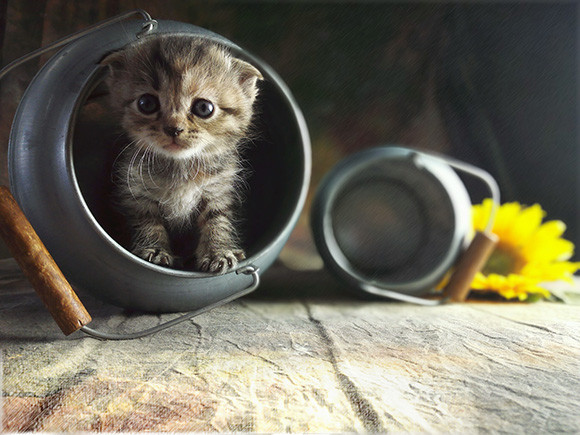 f/4, ISO 125, 1/100s