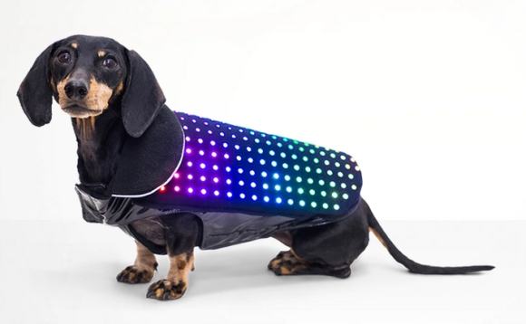 Disco Dog