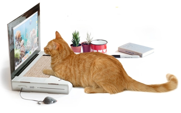 Cat Scratch Laptop