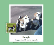 A gép igazából nem lát - a három kutyát összemosta, de a képet feldarabolva helyes válaszokat adott