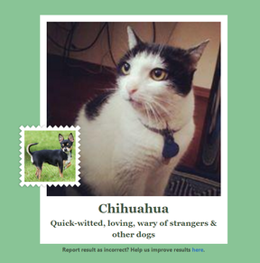 Ez ugyan nem szép dolog, de rettentően vicces, bizonyos méret alatt a kutya is macska?