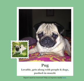 Ez ugyan nem szép dolog, de rettentően vicces, bizonyos méret alatt a kutya is macska?