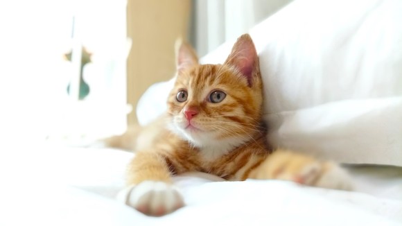 Így mossa el az elő- és hátteret a duplakamerás Redmi Pro