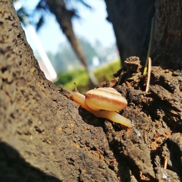 Makró a Honor 6X hátlapi kameráival