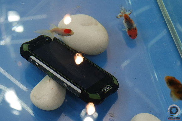 A teszt során egyik halnak sem esett bántódása