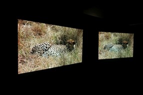 Rengeteg a tévé és nehéz meglátni a tavalyi és idei csúcsmodell közti különbséget