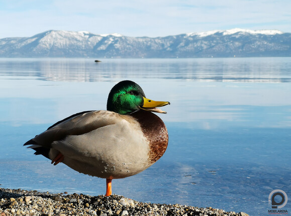 Nem csak mi élveztük a napsütést a tóparton
