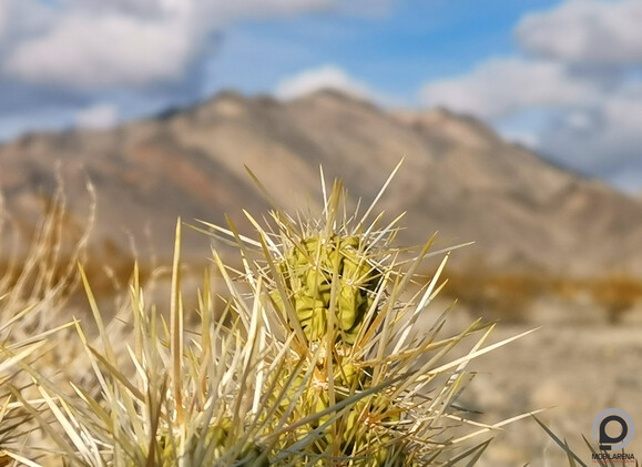 Csendélet a sivatagban, errefelé főleg kaktuszok, skorpiók és csörgőkígyók laknak