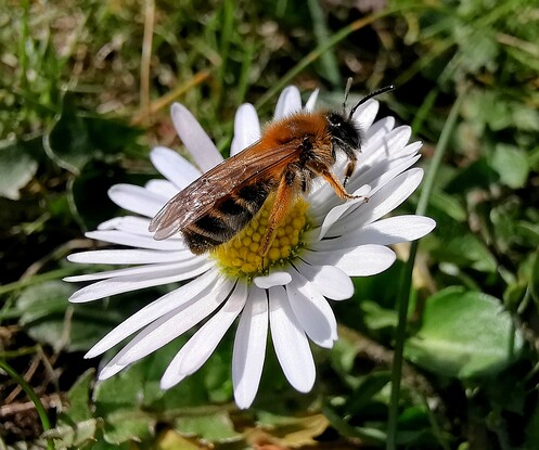 Vágás, extra telítettség és kontraszt: máris hangsúlyosabb a virág és a port gyűjtő rovar