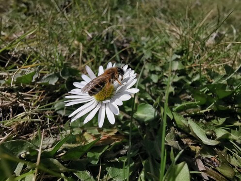 Vágás, extra telítettség és kontraszt: máris hangsúlyosabb a virág és a port gyűjtő rovar