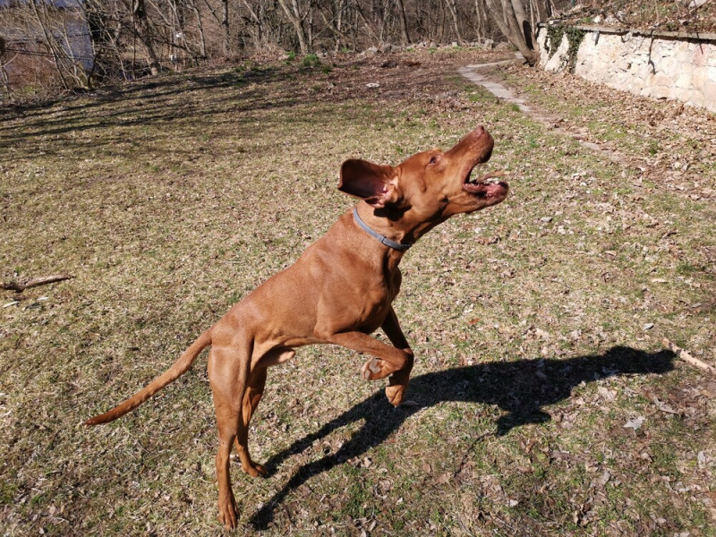 Gyorsan mozgó témát, jelen esetben kutyus rögzíteni lehet rövid záridővel és lassított felvétellel is