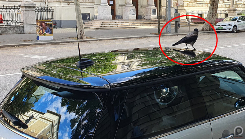 Alighogy lemosattuk, máris elintézte ez a pernahajder a tetőt