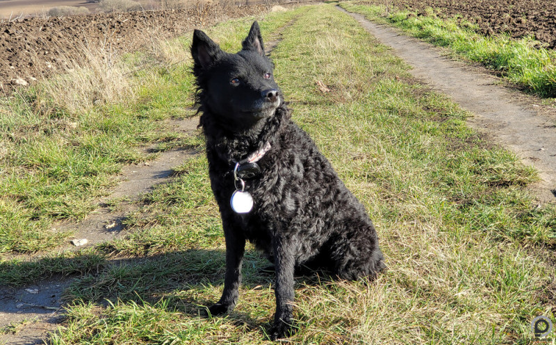 Itt még csodálatosan tiszta a fehér tracker, ami Csutka nyakában lóg