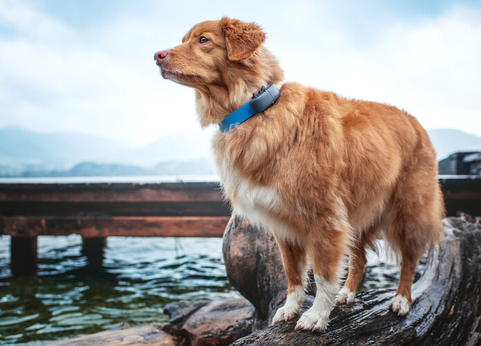 Ezen a kutyán még a régi, fekete színű Tracker van rajta