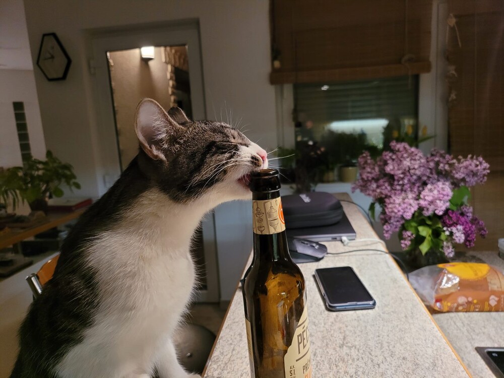 A macskák ösztönösen kerülik a számukra nem megfelelő táplálékot, de előfordulnak érthetetlen helyzetek. (Az üveg már üres volt, természetesen nem jutott alkoholhoz.)
