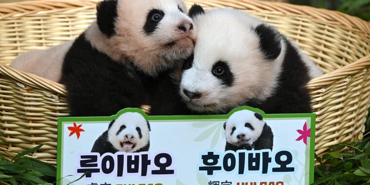Pandaikrek születtek Szöulban