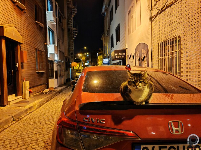 Paws and Furrious: Istanbul Drift
