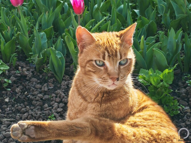 A teleobjektív azért jó cucc, bevallom, hogy örömmel használom bármilyen telefonban