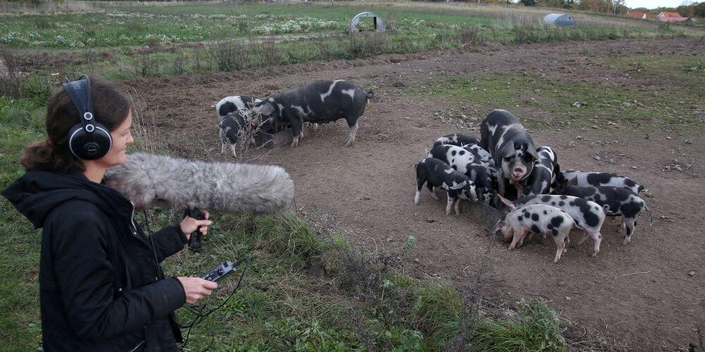 Boldogabb állatok? A sertések érzelmeit figyeli az AI