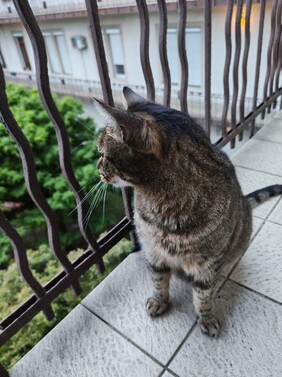 Katt a képre, minden második a Honor 400 által a fényképből generált videó GIF-ként mentve