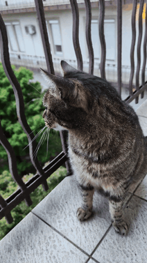 Katt a képre, minden második a Honor 400 által a fényképből generált videó GIF-ként mentve