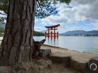 Hiroshima, Icukusima, valamint Nara állatai