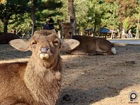 Hiroshima, Icukusima, valamint Nara állatai