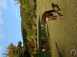 Katsuo-ji, Minoo, Oszakai várkastély, és Nara szarvasai