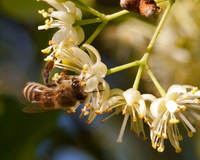 Mézelő méh a hársfán