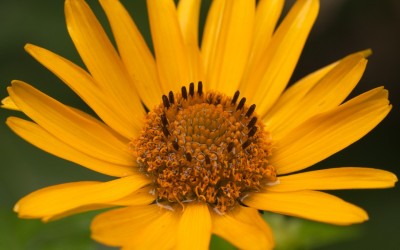 Gerbera (azt hiszem)