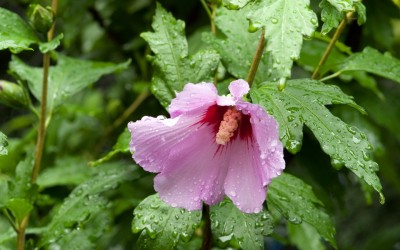 Hibiszkusz