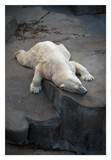 polar