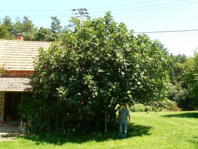 [L:/dl/upc/2010-08/22/284496_nvonc7sw9e6xhgia_fuge2.jpg](IMG:/dl/upc/2010-08/22/284496_nvonc7sw9e6xhgia_fuge2.thumb.jpg)[L:/dl/upc/2010-08/22/284496_wqeojrppanbhr1fs_fuge3.jpg](IMG:/dl/upc/2010-08/22/284496_wqeojrppanbhr1fs_fuge3.thumb.jpg)[L:/dl/upc/2010-08/22/284496_kyr41dnz78axjutv_fuge4.jpg](IMG:/dl/upc/2010-08/22/284496_kyr41dnz78axjutv_fuge4.thumb.jpg)[L:/dl/upc/2010-08/22/284496_isnoyktyo7scgp1m_fuge5.jpg](IMG:/dl/upc/2010-08/22/284496_isnoyktyo7scgp1m_fuge5.thumb.jpg)(/IMG)[/L](/IMG)[/L](/IMG)[/L](/IMG)[/L]
