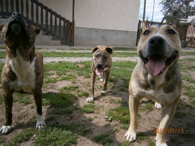 [L:/dl/upc/2012-08/12/248162_lqmiwpcchz48gwps_p4110045.jpg](IMG:/dl/upc/2012-08/12/248162_lqmiwpcchz48gwps_p4110045.thumb.jpg)(/IMG)[/L]