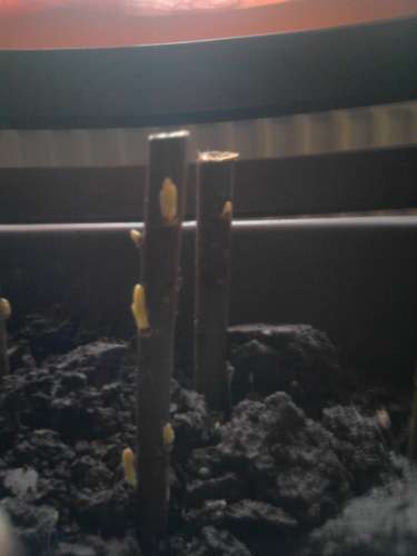 [L:/dl/upc/2013-03/27/99163_rapsl0hwgdvv4exl_fenykep0179.jpg](IMG:/dl/upc/2013-03/27/99163_rapsl0hwgdvv4exl_fenykep0179.thumb.jpg)(/IMG)[/L]