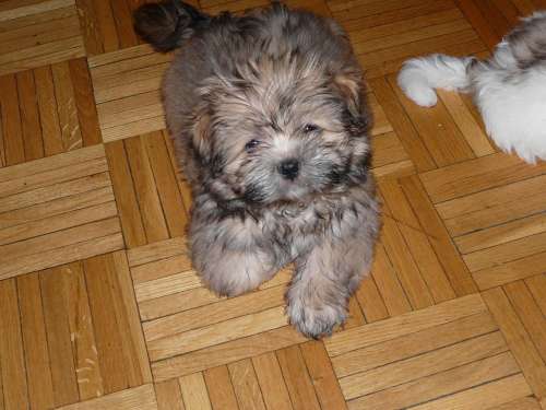 [L:/dl/upc/2013-08/12/87346_gigpdlyrj4xteplf_p1070130_3.jpg](IMG:/dl/upc/2013-08/12/87346_gigpdlyrj4xteplf_p1070130_3.thumb.jpg)(/IMG)[/L]