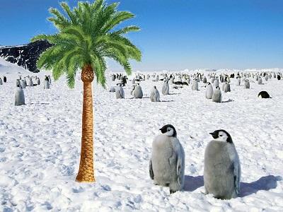 pingvinek pálmafával