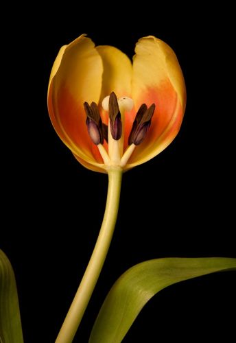 (IMG:http://prohardver.hu/dl/upc/2016-03/07/353373_pobm1sowlkntdvem_inside.jpg)(/IMG)