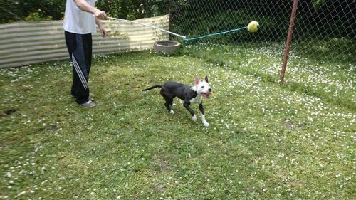 [L:/dl/upc/2016-05/11/70898_xdh1jsktcgyzrobb_dsc_0191.jpg](IMG:/dl/upc/2016-05/11/70898_xdh1jsktcgyzrobb_dsc_0191.thumb.jpg) És amikor már azt se tudta mi van. A szürke tál tele volt vízzel de az egészet kiitta :P [L:/dl/upc/2016-05/11/70898_y4itobkb4gjnb0uc_dsc_0216.jpg](IMG:/dl/upc/2016-05/11/70898_y4itobkb4gjnb0uc_dsc_0216.thumb.jpg)(/IMG)[/L](/IMG)[/L]