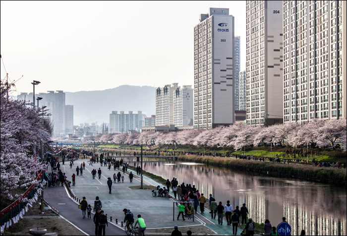 A Busanban található Oncheon-dong részlete a tavaszi cseresznyevirágzás idején.