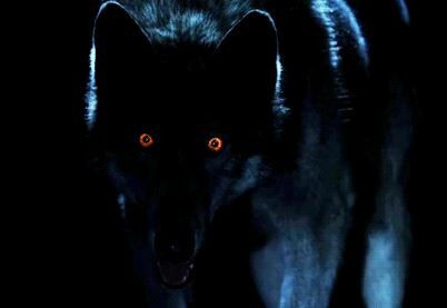 https://logout.hu/dl/upc/2021-03/27/89109_mardlk6mxsndrw6e_wolf.jpg