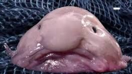 Blobfish Mythbusted - the naked facts about the blobfish, weird creature of  the deep